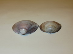 Mactra quadrangularis