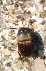 Ptomaphagus