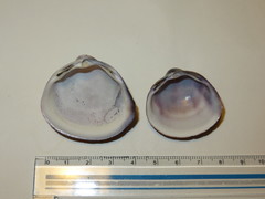 Mactra quadrangularis