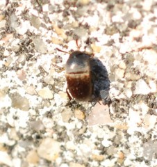 Ptomaphagus