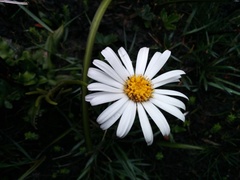 Celmisia asteliifolia