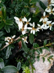 Olearia tasmanica