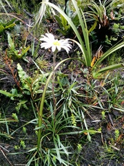 Celmisia asteliifolia