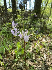 Primula meadia