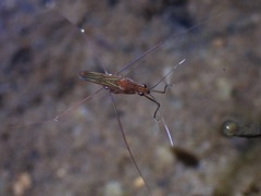Limnometra