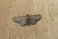 Eupithecia vulgata