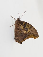 Melanitis leda