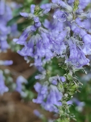 Anarrhinum bellidifolium