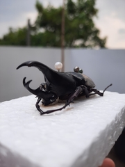 Xylotrupes gideon gideon