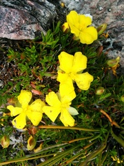 Hibbertia procumbens