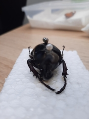 Xylotrupes gideon gideon