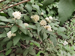 Deutzia parviflora