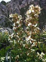 Olearia tasmanica