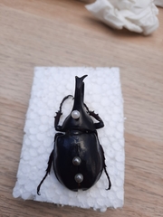 Xylotrupes gideon gideon