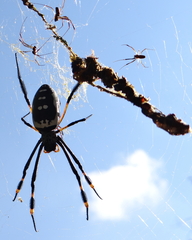 Trichonephila senegalensis