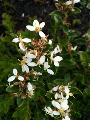 Olearia tasmanica