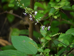 Sohmaea laxiflora