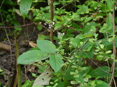 Sohmaea laxiflora