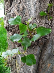 Populus