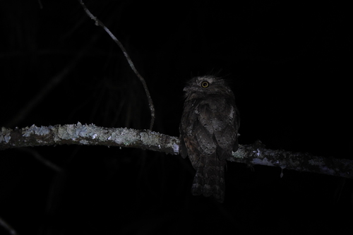 Javan Frogmouth (Batrachostomus javensis), photo 5