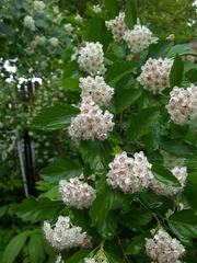 Physocarpus intermedius