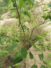 Morus mongolica