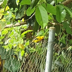 Icterus nigrogularis