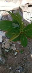 Calotropis procera