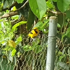 Icterus nigrogularis