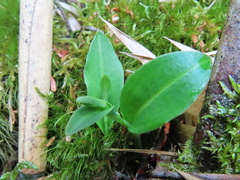 Platanthera brevicalcarata