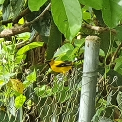 Icterus nigrogularis