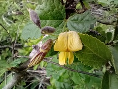 Rhynchosia caribaea
