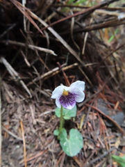 Viola senzanensis