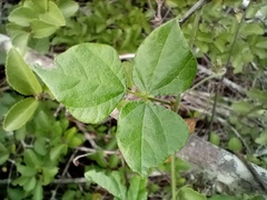 Rhynchosia caribaea