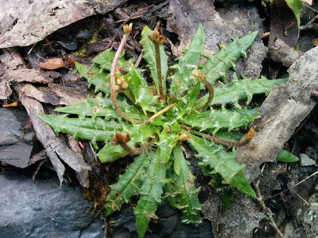 Plantago paradoxa