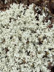 Cladonia caroliniana