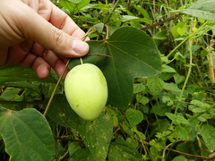 Passiflora resticulata