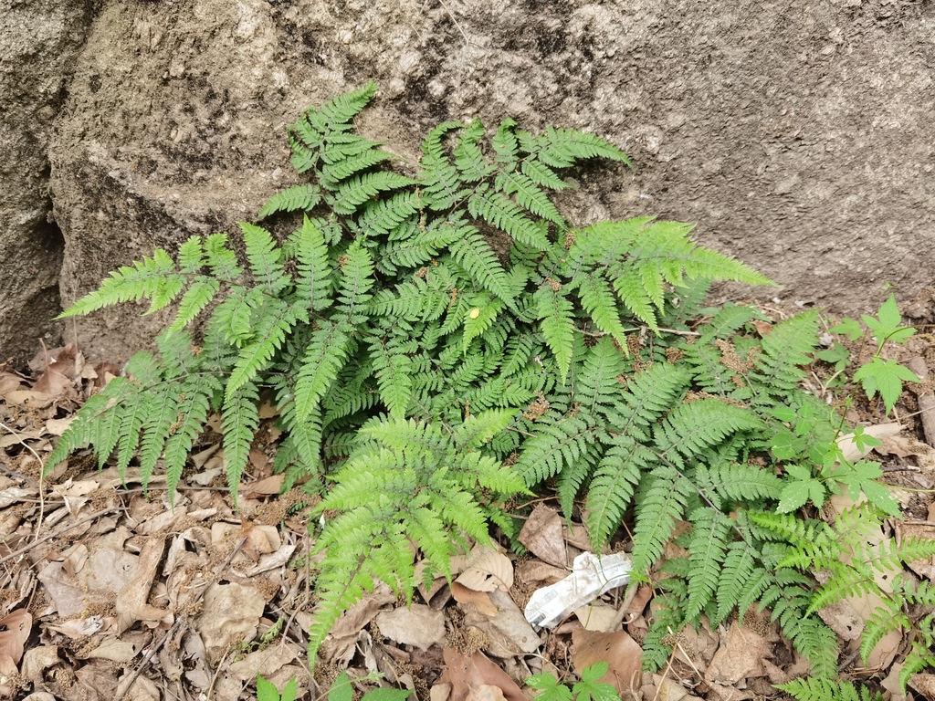 Anisocampium niponicum