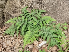 Anisocampium niponicum