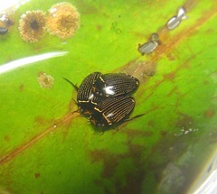 Platynectes gemellatus