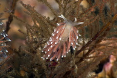 Cuthonella concinna