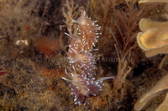 Cuthonella concinna