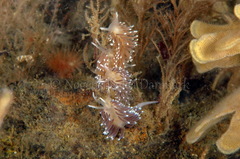 Cuthonella concinna