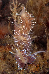 Cuthonella concinna