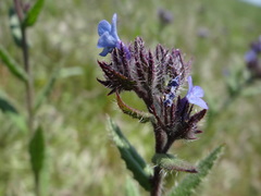 Anchusa arvensis orientalis