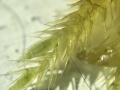 Brachythecium campestre