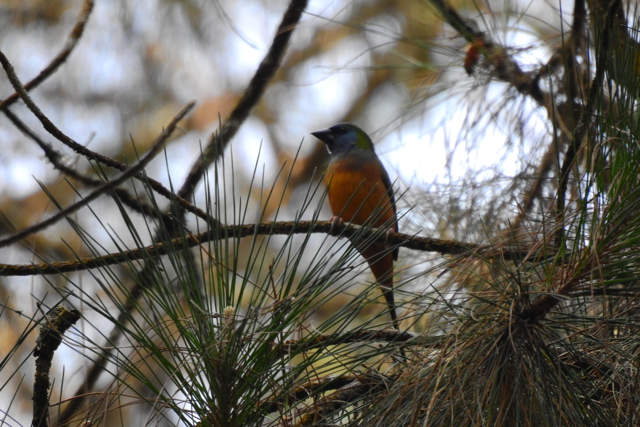 Pin-tailed Parrotfinch