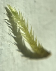 Brachythecium campestre