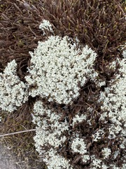 Cladonia caroliniana