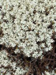 Cladonia caroliniana